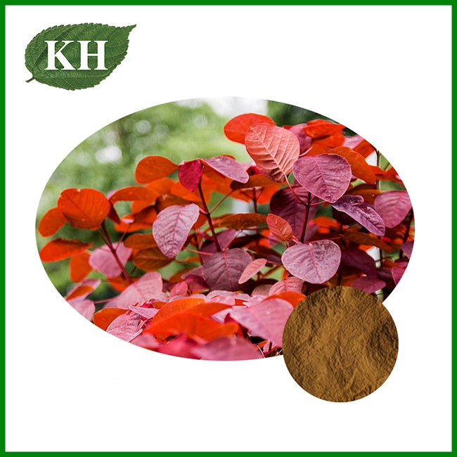 Cotinus Coggygria Extract Cotinus Coggygria Extract